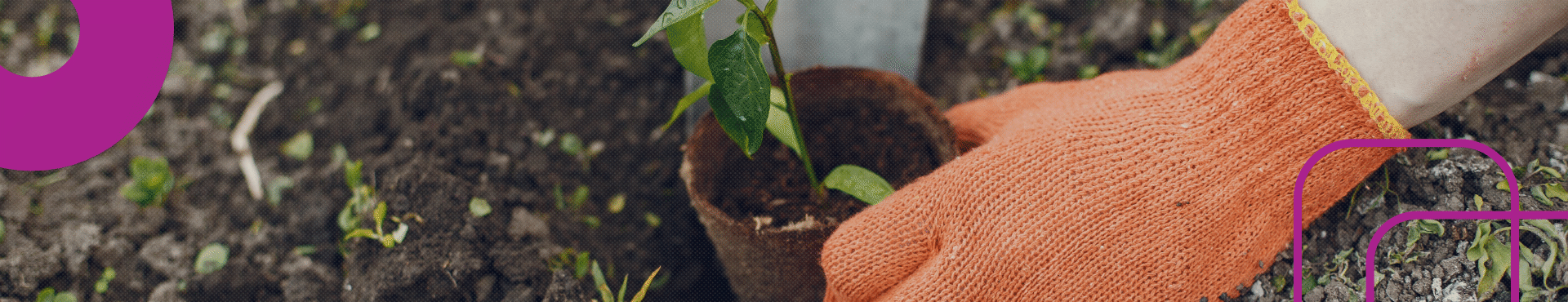 Meio Ambiente e Gestão Ambiental